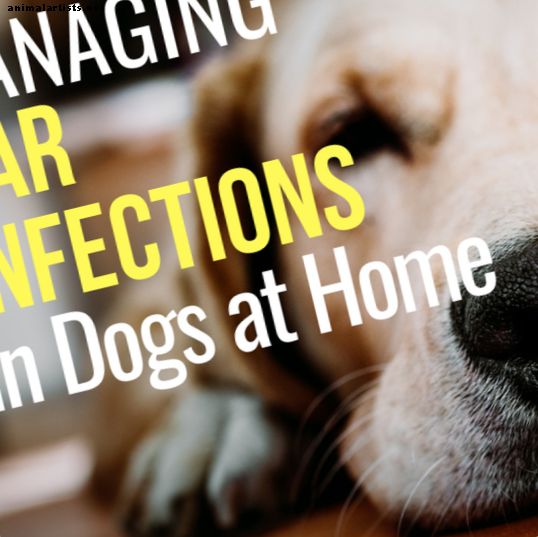 Cómo tratar la infección del oído de un perro cuando no puedes ver a un veterinario