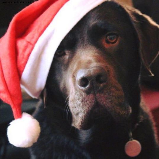 10 maneiras do Natal pode ser perigoso para seu cão