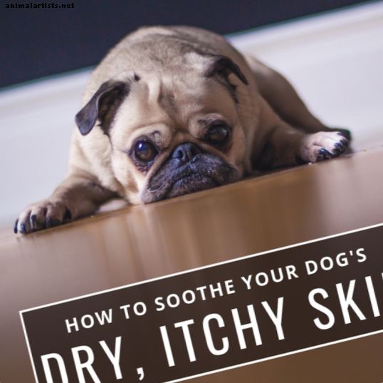 Piel seca en perros (consejos y remedios para calmar la picazón en la piel)