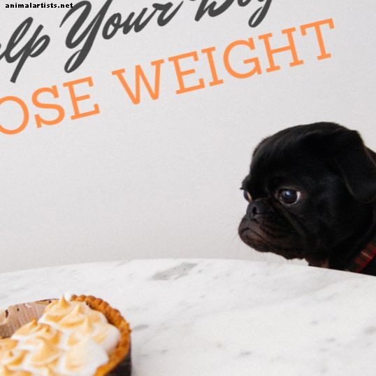 7 consejos de ejercicio para un perro con sobrepeso