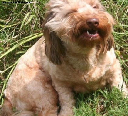 Estornudos inversos en perros: causas y tratamiento