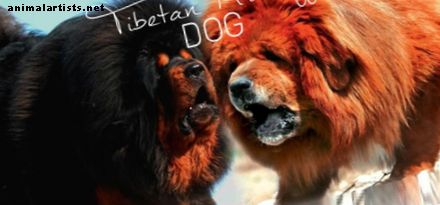 7 perros como el mastín tibetano