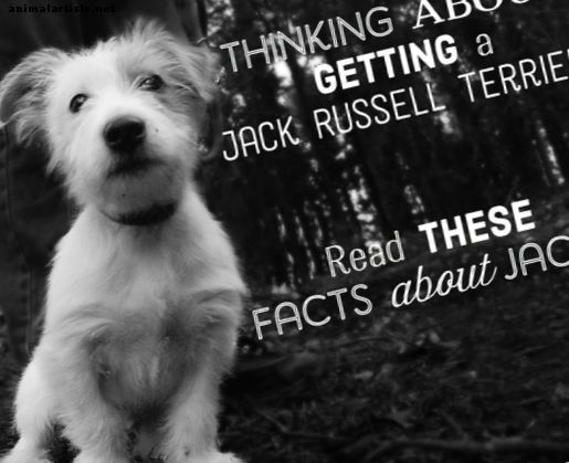 Fatos sobre Jacks: Tudo sobre Jack Russell Terriers