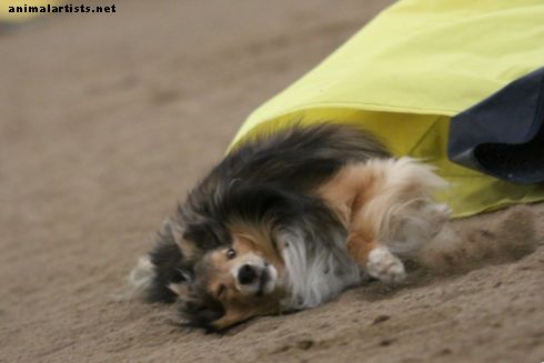 ¿Por qué es controvertido solicitar superficies de competencia de agilidad más seguras para nuestros perros?