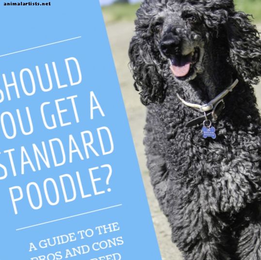 ¿Es el caniche estándar el mejor perro para ti?