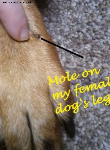 ¿Qué es ese topo negro en la pierna de mi perro?