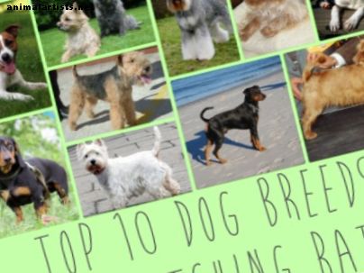 Las 10 mejores razas de perros ideales para atrapar ratas
