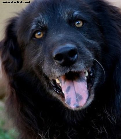 Perros con coloración negra en la boca
