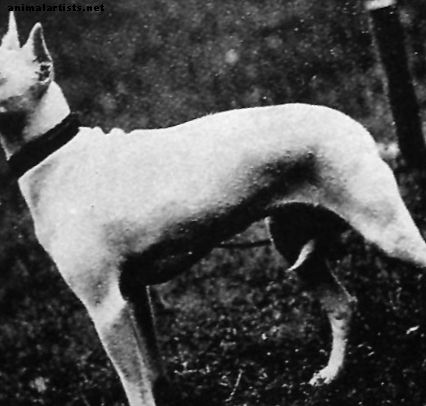 El asombroso ancestro extinto de tu Bull Terrier