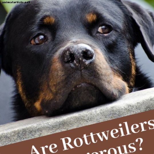 Sú Rotvajlery nebezpečné alebo robia dobrých domácich miláčikov?