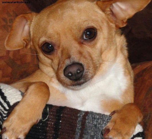 Chihuahuas: cuidado y mantenimiento de la raza de perro más pequeña