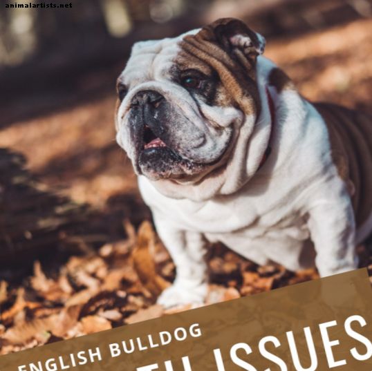 Concienciar sobre los problemas de salud del Bulldog Inglés
