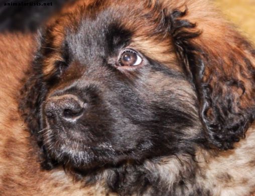 O Leonberger: uma raça grande e amigável de cães de estimação