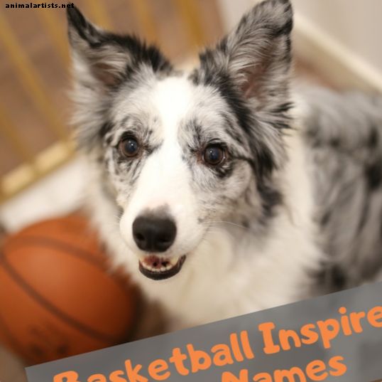 أسماء الحيوانات الأليفة الرياضية: أسماء الكلاب بعد لاعبي كرة السلة