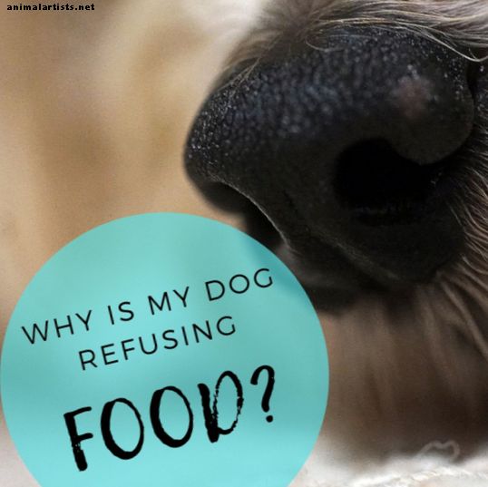 Por qué los perros pueden rechazar la comida