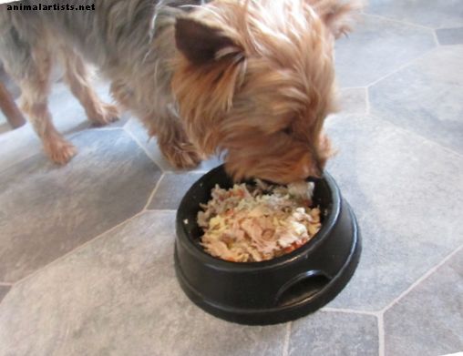 Cómo hacer recetas saludables de comida casera para perros