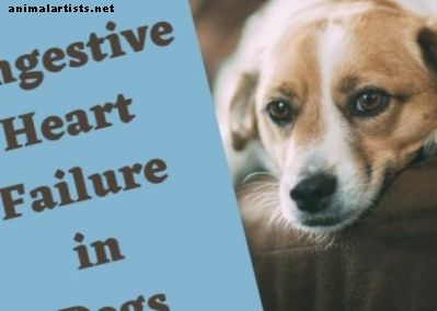 أعراض وعلاج قصور القلب الاحتقاني في الكلاب