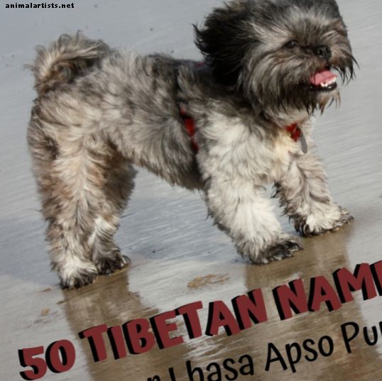 50 nombres geniales de perros tibetanos para su cachorro Lhasa Apso