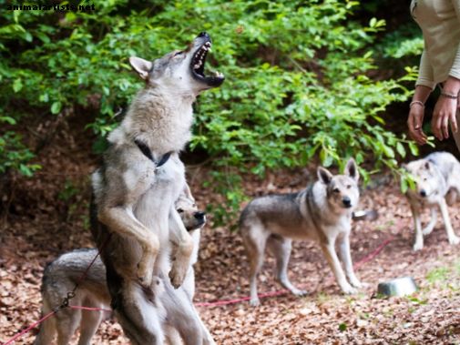 11 perros que en realidad parecen lobos (no perros esquimales)
