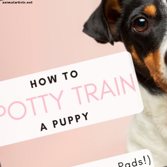 Di no a las almohadillas Wee Wee (Cómo entrenar a tu cachorro a ir al baño de la manera correcta)