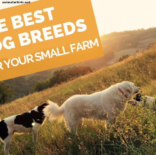 Seis mejores razas de perros para una granja pequeña en el patio trasero