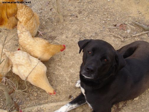 Cómo entrenar a un perro para proteger a los pollos de traspatio
