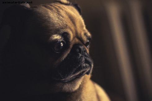 نصيحة الكلب الصحية: أسئلة وأجوبة حول مرض التهاب الأمعاء الكلاب