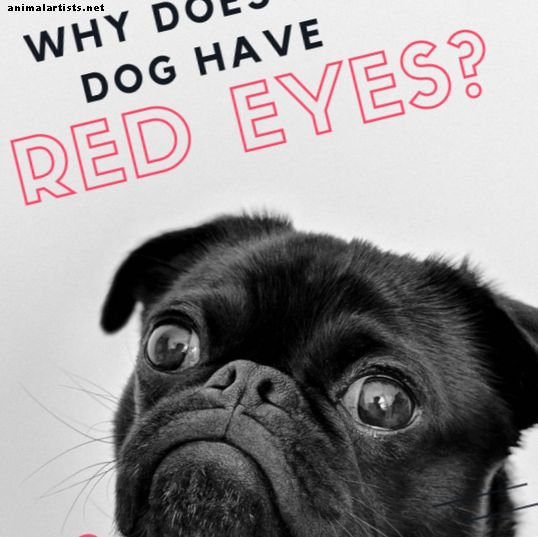 ¿Por qué los ojos de mi perro están rojos e inflamados?