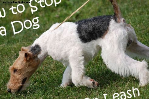 Cómo enseñarle a tu perro a no tirar de una correa