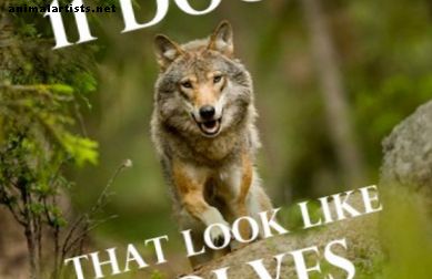 11 perros que parecen lobos