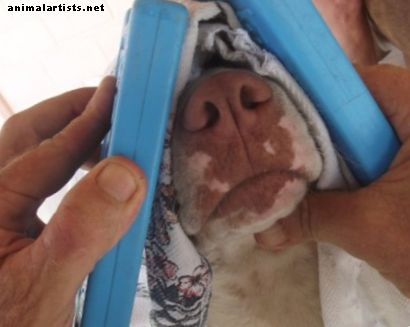 Primeros auxilios efectivos cuando su perro tiene una nariz ensangrentada