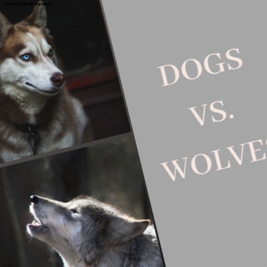 Las diferencias entre perros y lobos