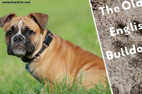 Olde English Bulldogge teave ja faktid: kas see koeratõug sobib teile?