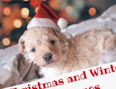 200+ božičnih in zimskih imen za pse