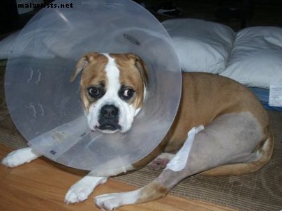 كيفية إصلاح الرضفة المترف (الركبة السيئة) في الكلب دون جراحة