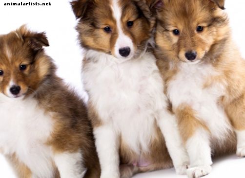 101 nombres de cachorros de niño (y consejos sobre la adopción de un cachorro)