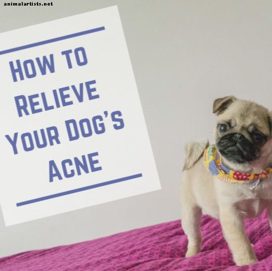 ¿Mi perro tiene acné o espinillas?  ¿Existen remedios caseros naturales?