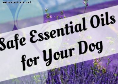 5 безопасных эфирных масел для ароматерапии, которые могут помочь вашей собаке