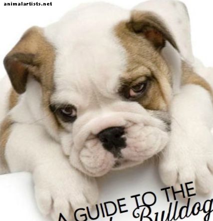 Una guía de bulldogs ingleses: cachorros, temperamento, dieta y más