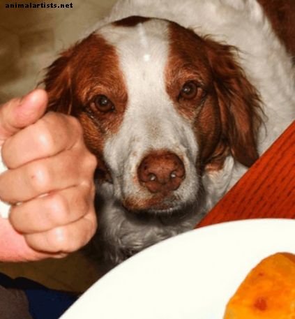 Los peligros de dar una tostada quemada a un perro