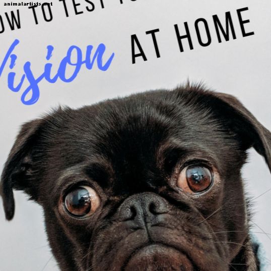 Cómo evaluar la visión de tu perro en casa