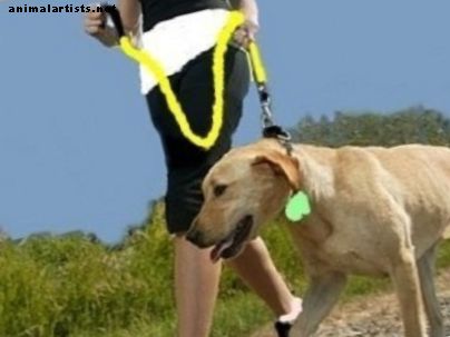 Programa de ejercicios para perros: preparación y cuidado para ejercicios de campo