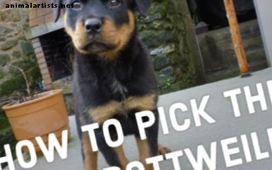 Una guía para elegir tu cachorro Rottweiler