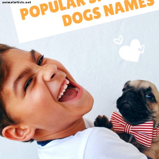 Más de 100 nombres de perros españoles populares y sus significados