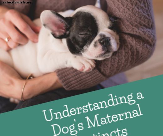 Comprender los instintos maternos de los perros: cómo saber si su perro es una buena madre