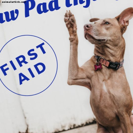 Primeros auxilios: cómo tratar la lesión de la pata de un perro