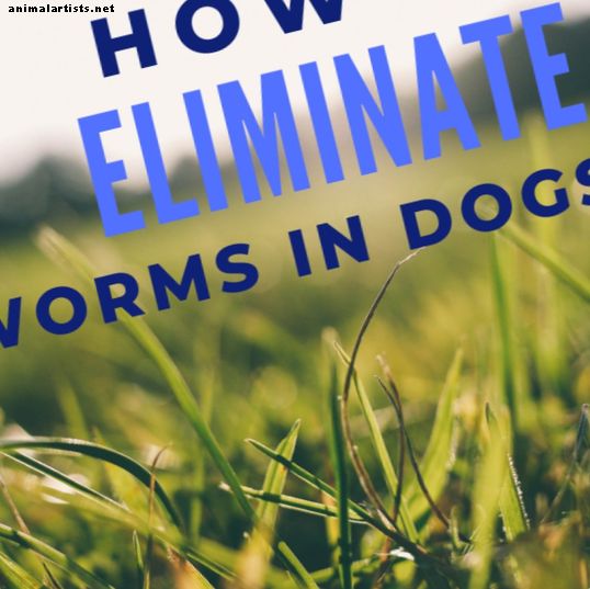Cómo reducir o eliminar gusanos en perros