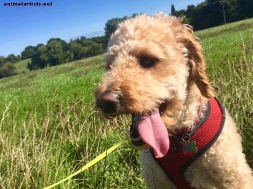 Paseos de perros de verano y otoño: Esté atento a la insolación y la semilla de hierba