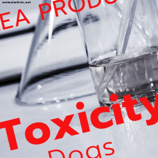 Toxicidad por cifenotrina: reacciones negativas al apretón de pulgas y garrapatas de sargento en perros