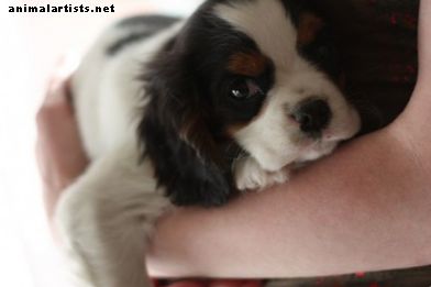 Cinco razas de perros cariñosas que puedes abrazar